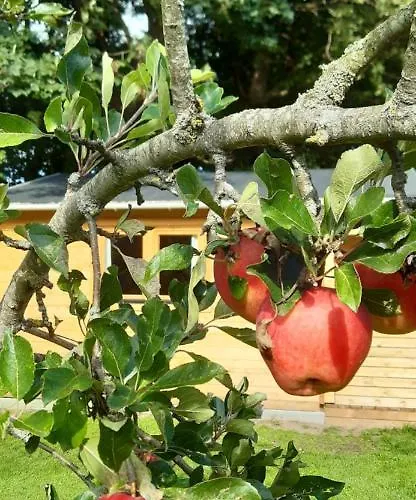 Πανσιόν Agnes